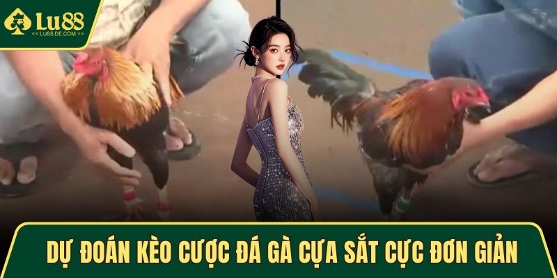 Dự đoán kèo cược đá gà cựa sắt cực đơn giản