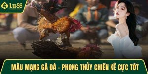 màu mạng gà đá
