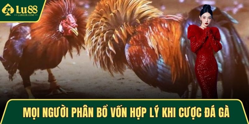 Mọi người phân bổ vốn hợp lý khi cược đá gà