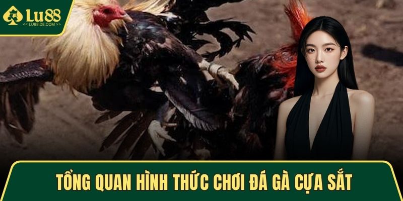Tổng quan hình thức chơi đá gà cựa sắt