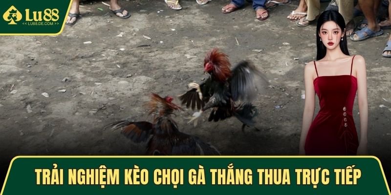 Trải nghiệm kèo chọi gà thắng thua trực tiếp