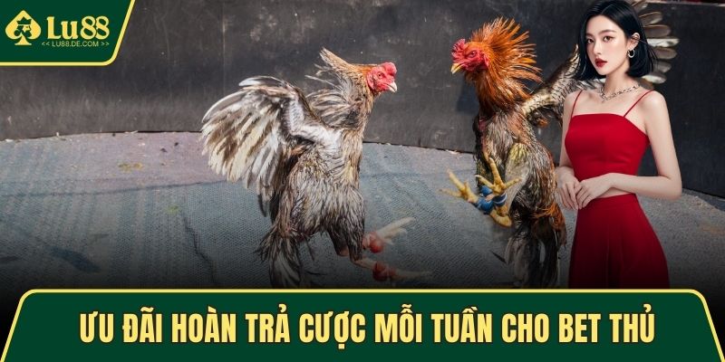 Ưu đãi hoàn trả cược mỗi tuần cho bet thủ